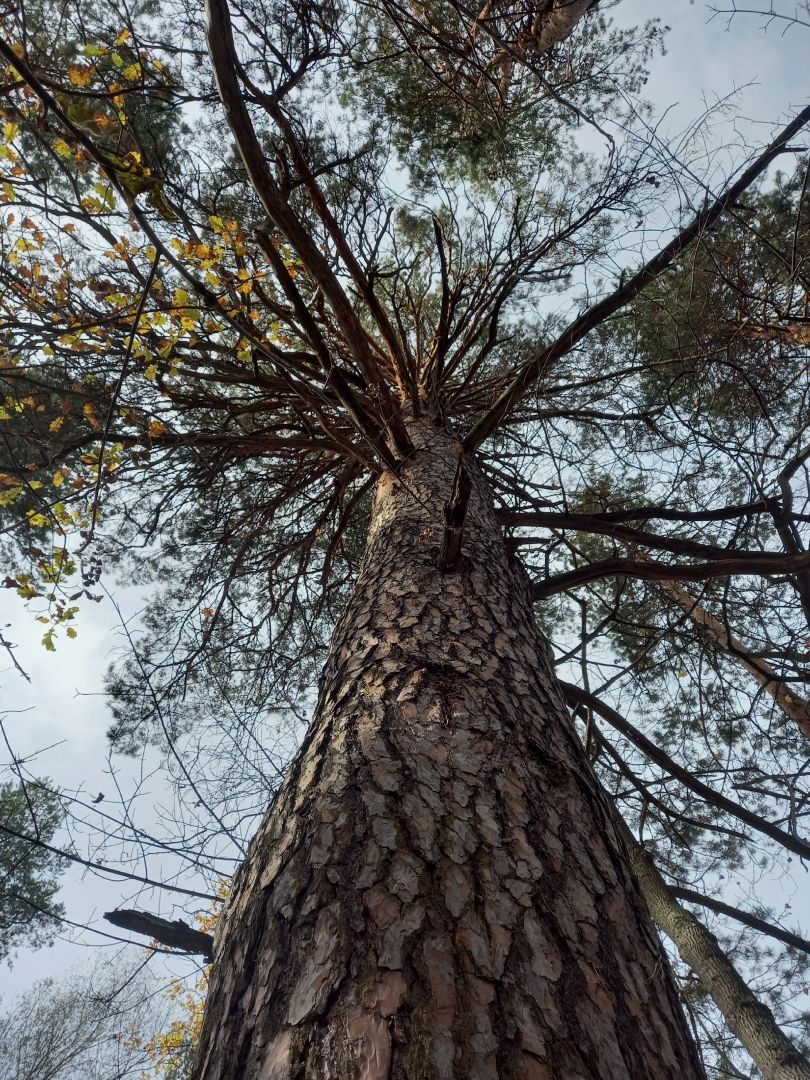 В Кузнецком районе обнаружили деревья-ровесники семьи Радищевых