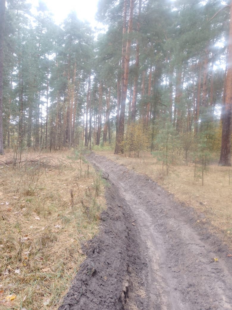 В пензенских Ахунах приняли попытку защитить лес