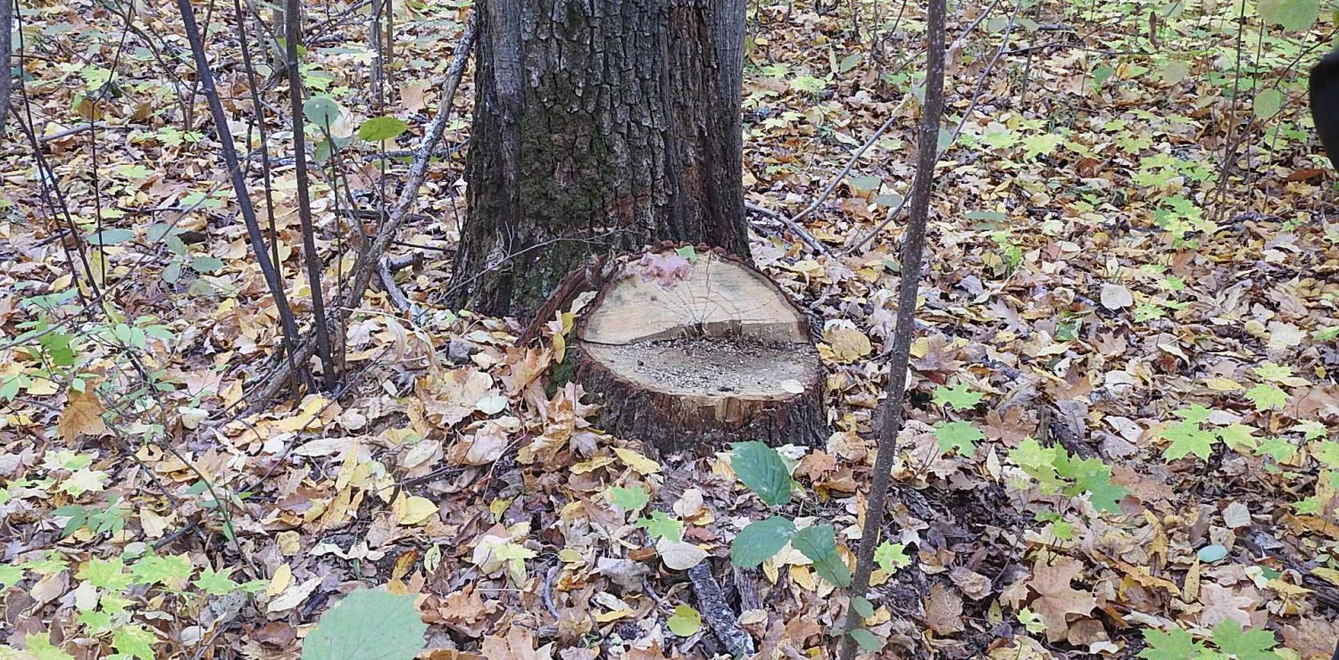 В Пензенской области уничтожены деревья стоимостью почти полмиллиона рублей