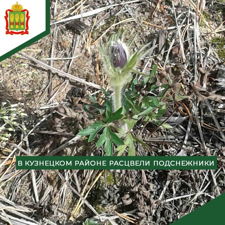В Кузнецком районе в октябре расцвели подснежники