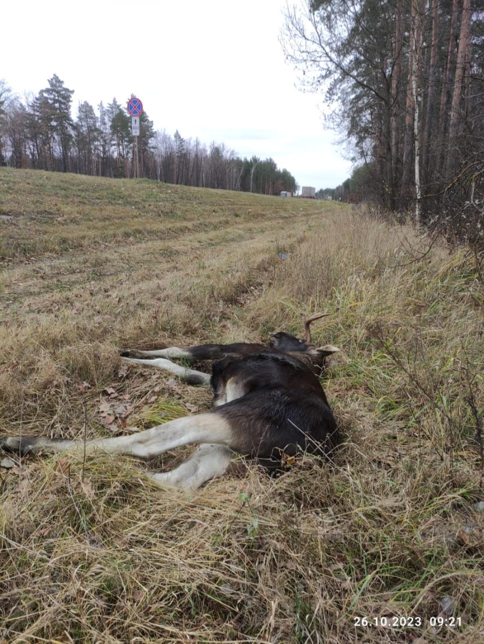 Под Пензой браконьеры убили самца лося