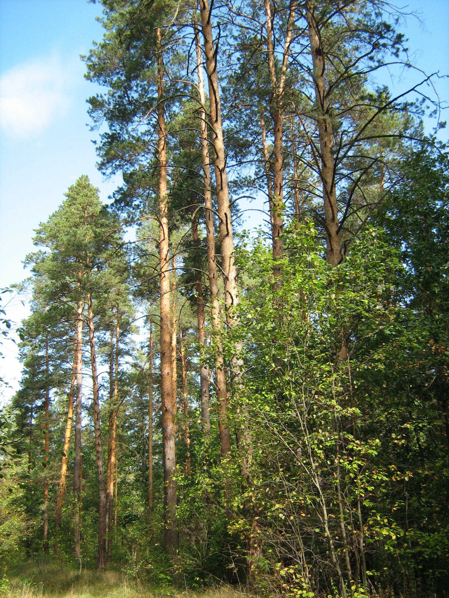 В Каменском районе жителя наказали за сброс жидких отходов на дорогу