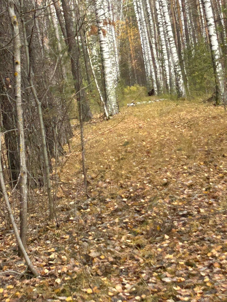 Кузнечане заметили в лесу медвежонка