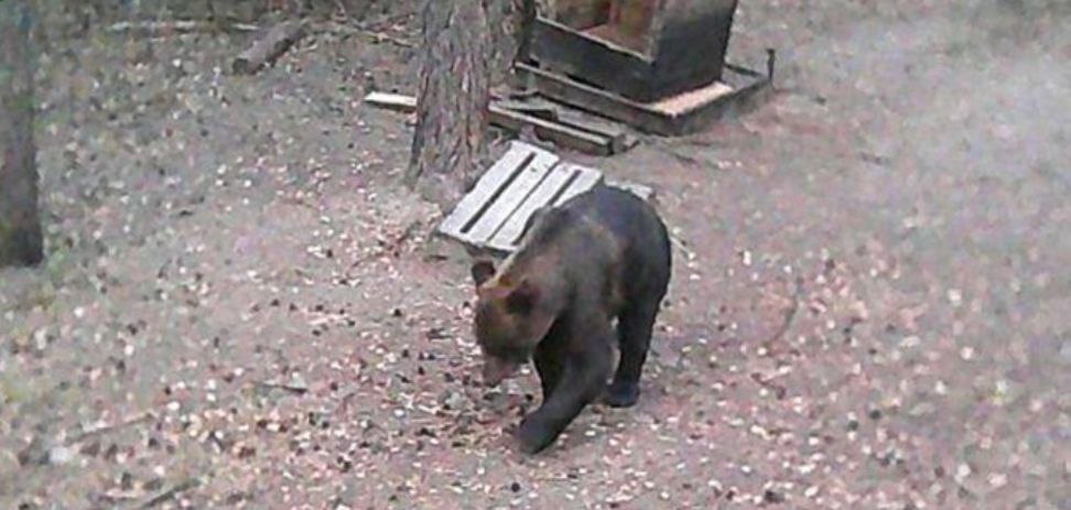 В Кузнецком районе медвежонок попал в фотоловушку
