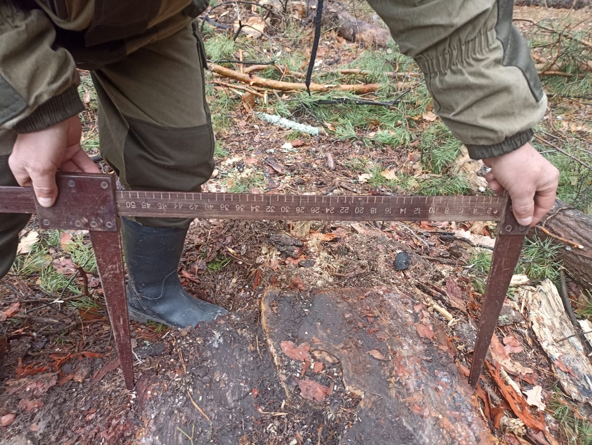 В Кузнецком районе браконьеры срубили сосны почти на 100 тысяч рублей
