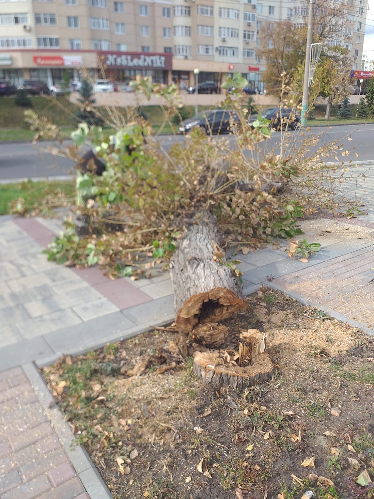 В Пензе после уничтожения тополей обустроят участок на Плеханова