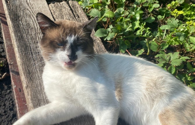 Мужчина из Заречного прибыл из зоны СВО с кошкой, которая его выбрала