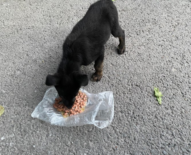 Пензенские спасатели достали собаку, застрявшую под бетонными плитами на трассе