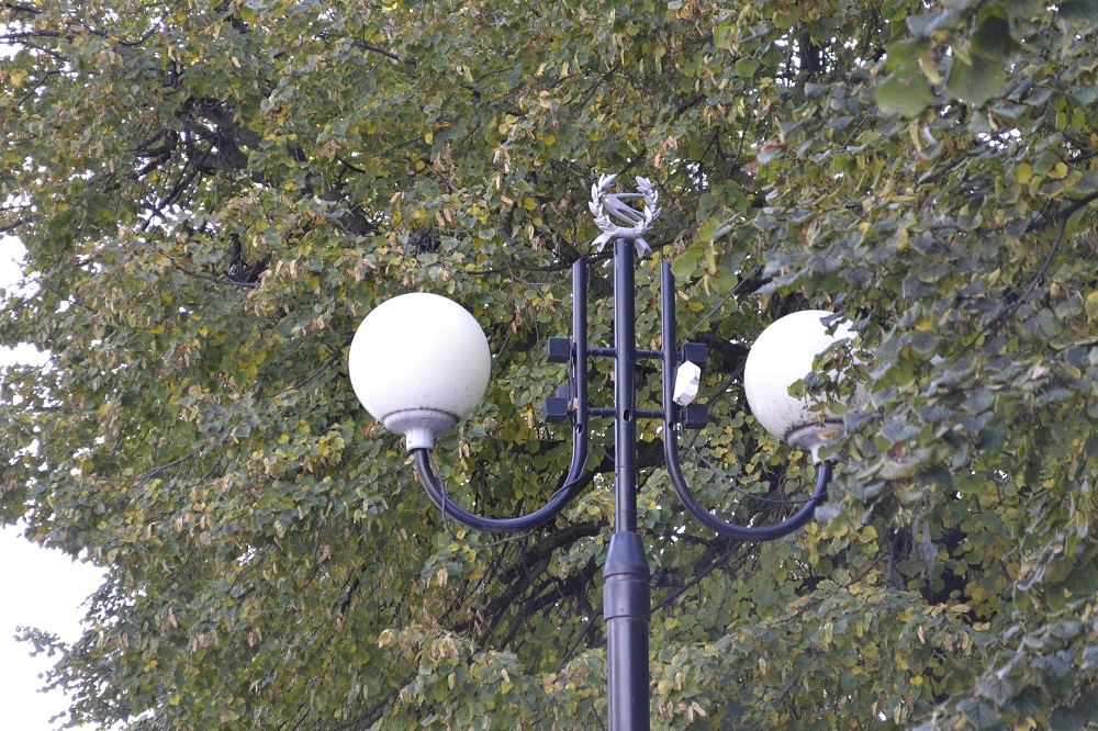 Пензячка возмутилась вырубке деревьев на улице Суворова