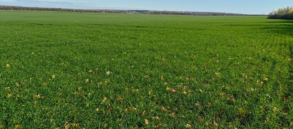 В Сердобском районе посевы озимых культур находятся в отличном состоянии