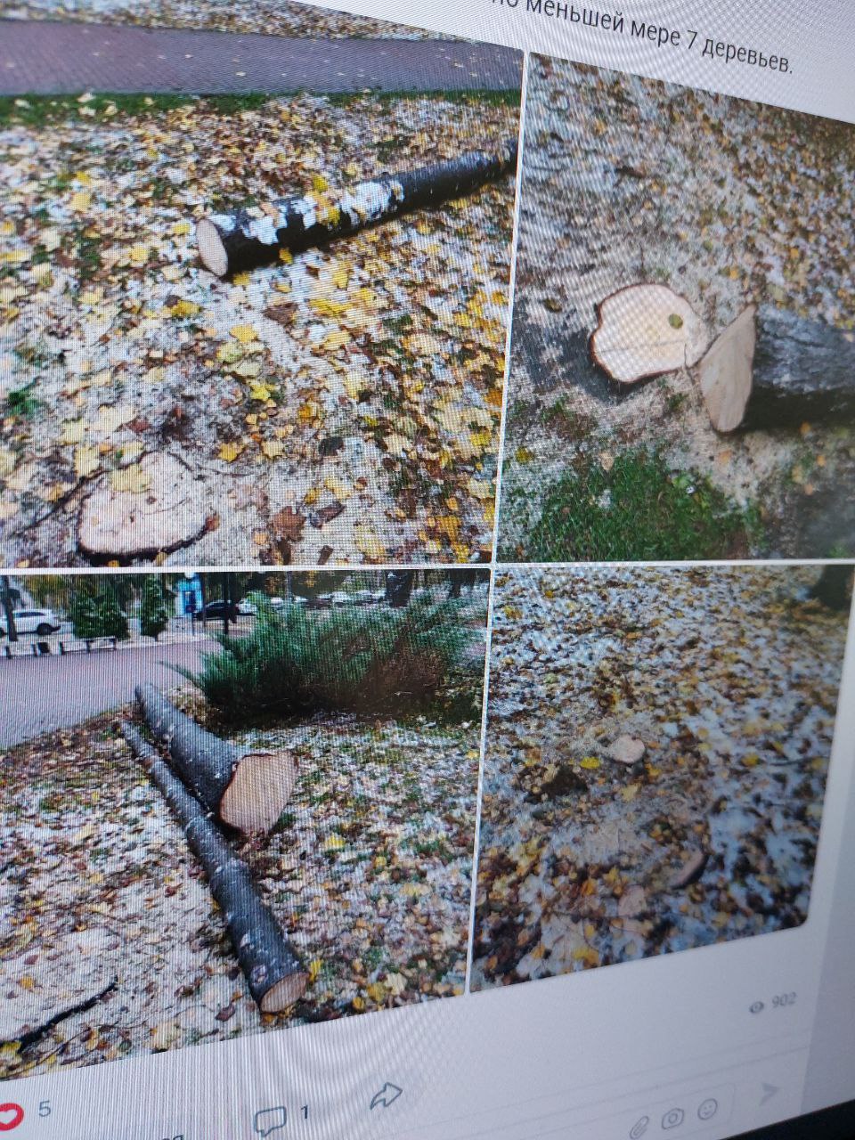 В Пензе на улице Тамбовской уничтожили 7 деревьев