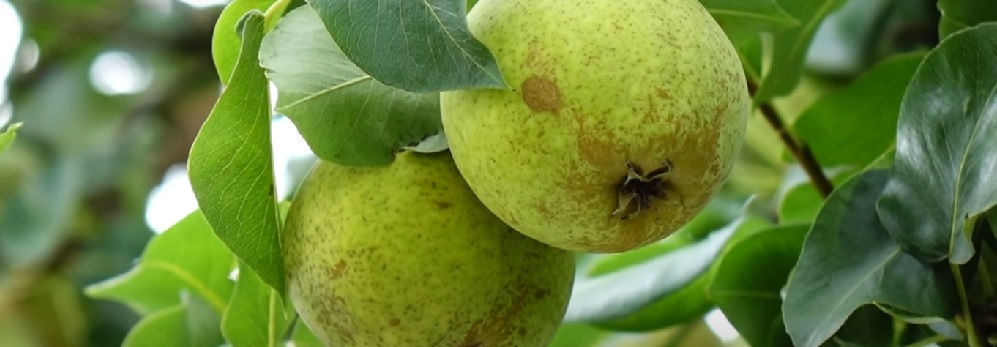 Пензенцам рассказали, какой диетический фрукт показан для здоровья сердца и нервной системы