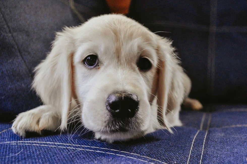 Пензенский кинолог рассказала, как правильно подготовиться к появлению щенка в доме