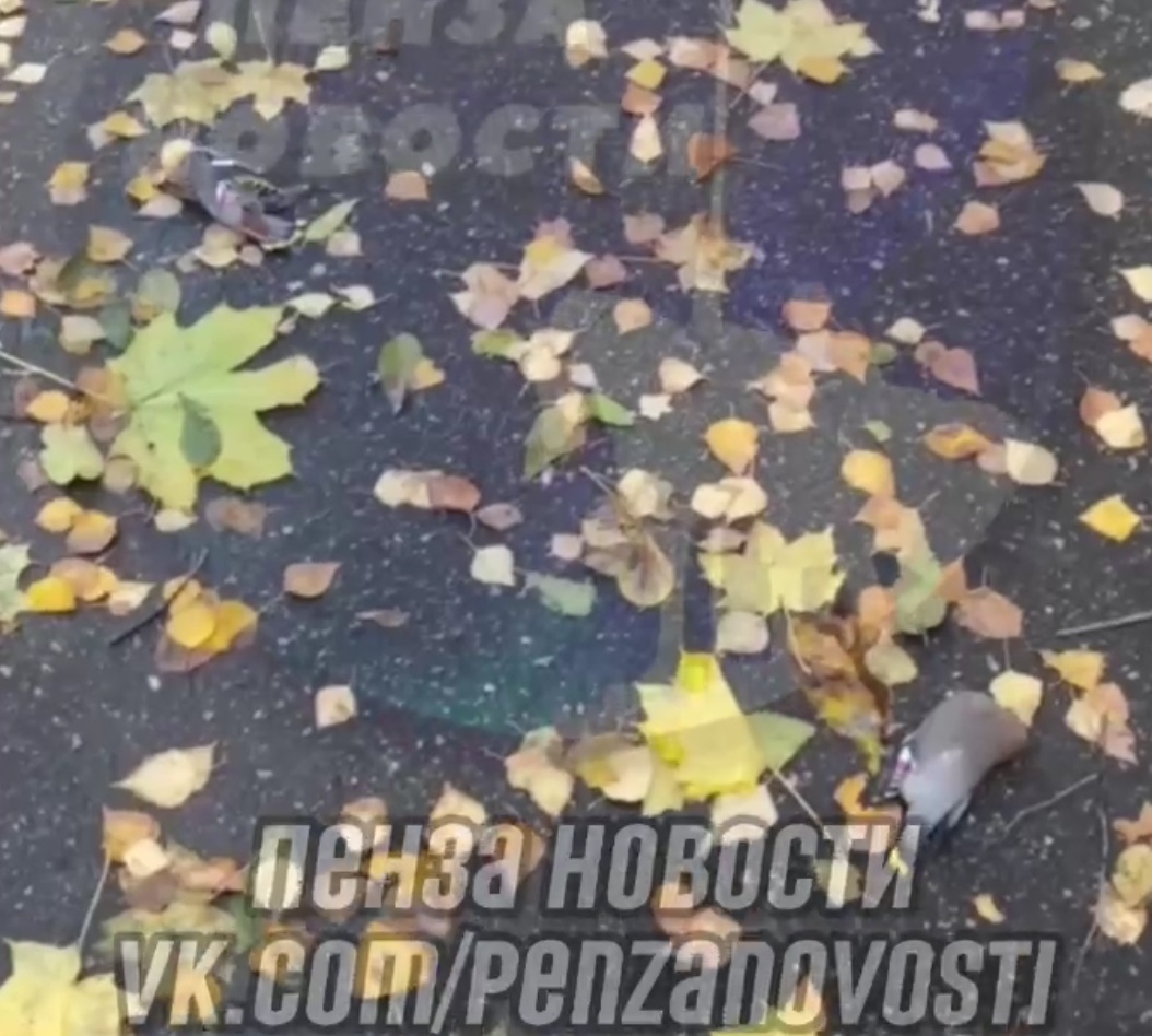 Пензенцы рассказали о массовой гибели птиц на Окружной