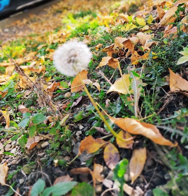 Пензенец сядет на 8 лет за сорванное наркосодержащее растение