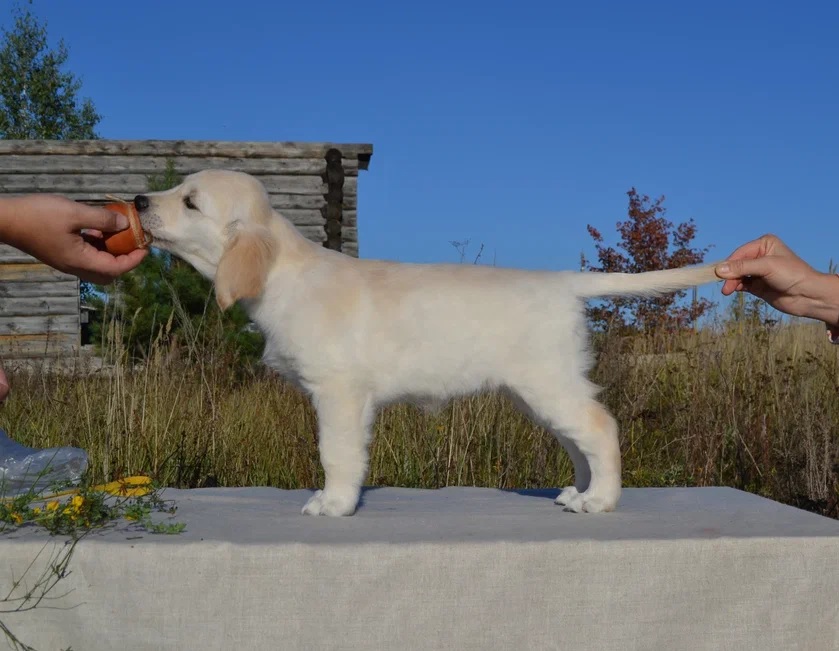Пензенский кинолог рассказала, что делать, если щенок грызёт обувь и мебель