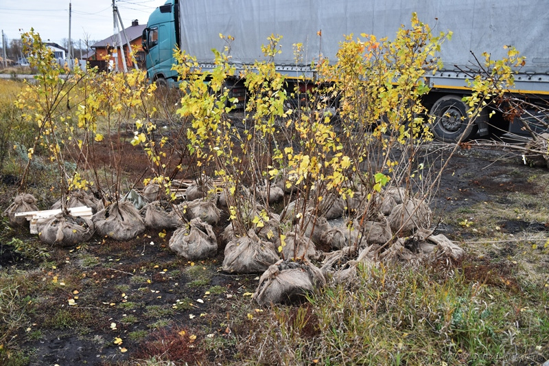 Этой осенью в Пензе высадят 162 саженца деревьев и 74 кустарника