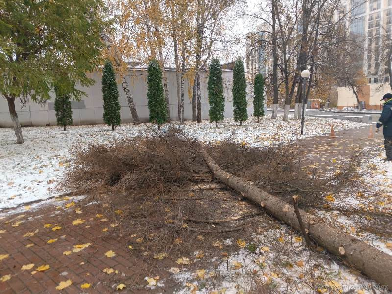 Пензенцам объяснили, зачем спилили деревья в сквере «Проводы»
