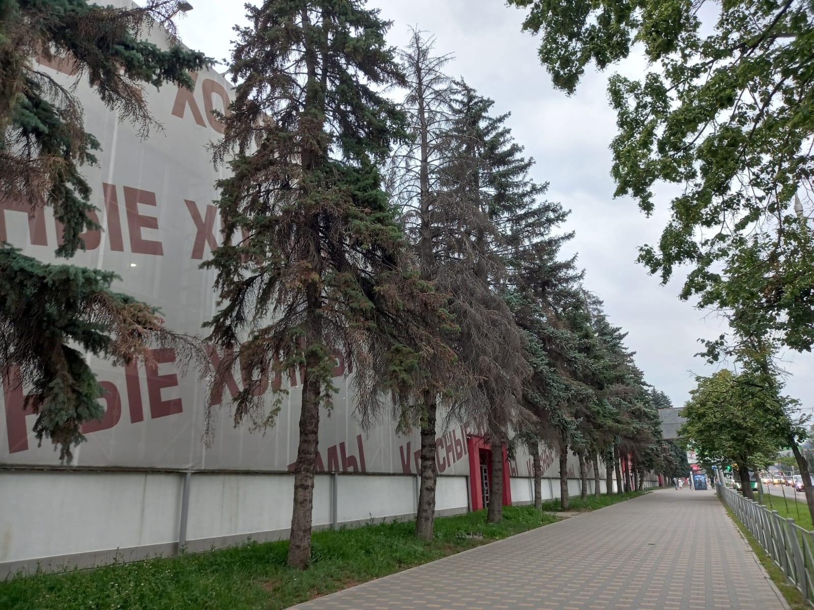 Пензенцы опасаются вырубки деревьев у «Красных Холмов»