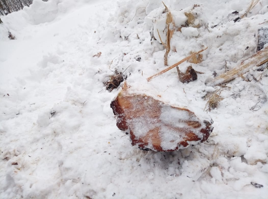 В Кузнецком районе срубили дуб за 58 тысяч рублей