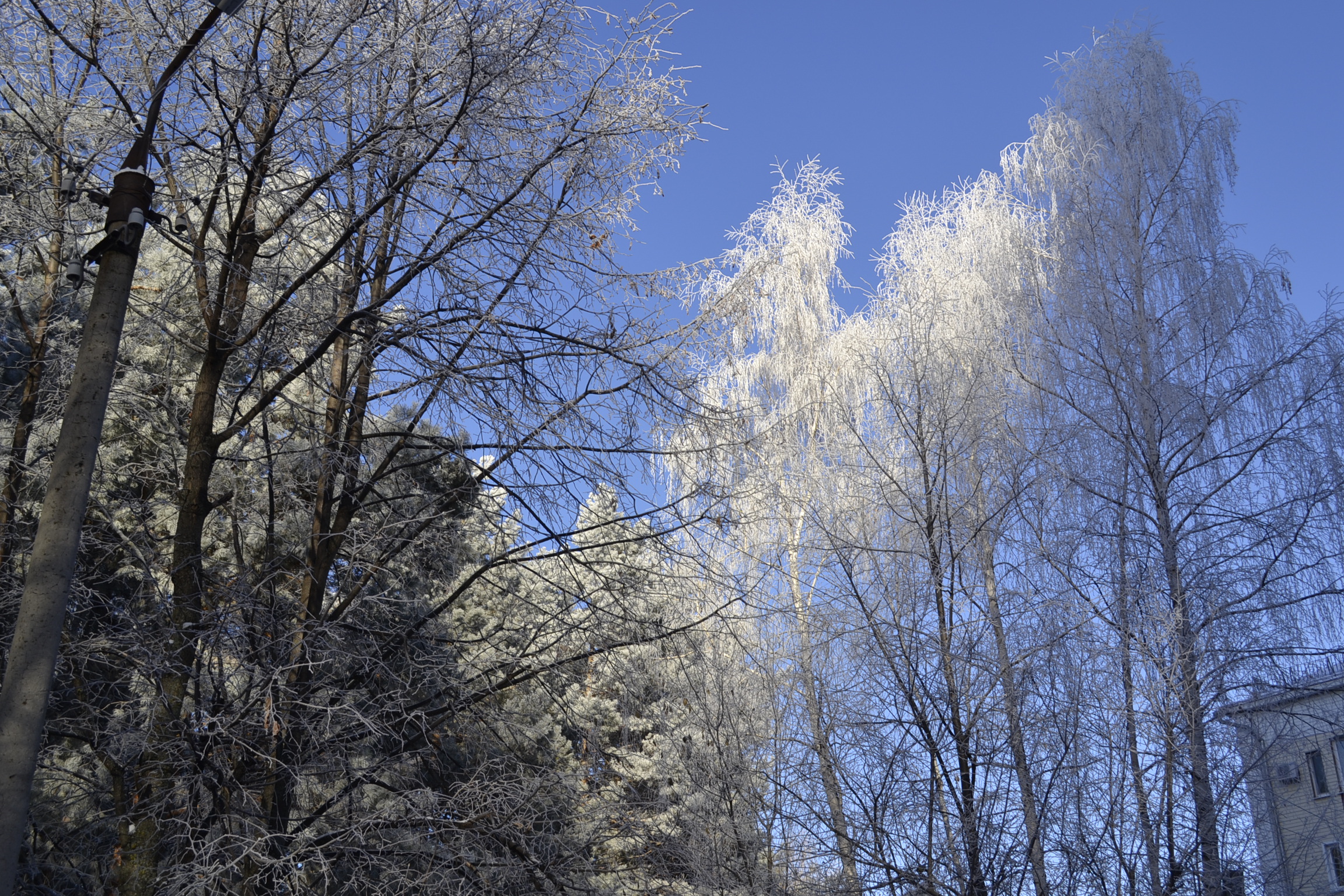 Первые заморозки в Пензенской области ждут в выходные
