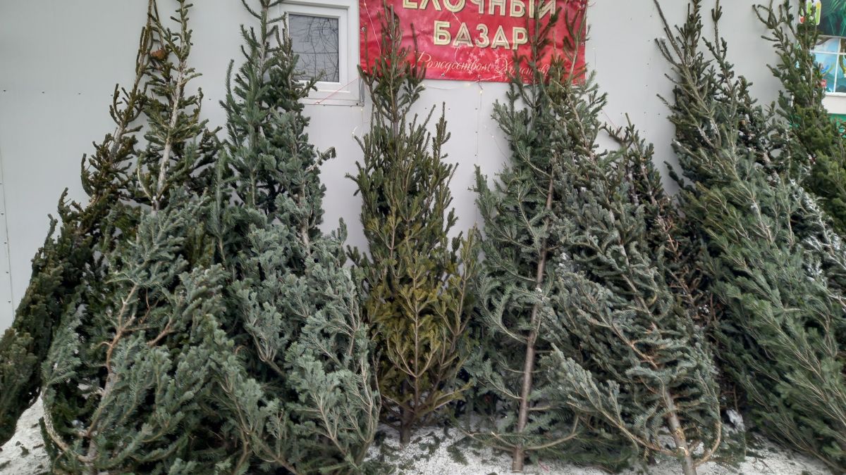 В Кузнецке пройдет аукцион на право размещения елочных базаров