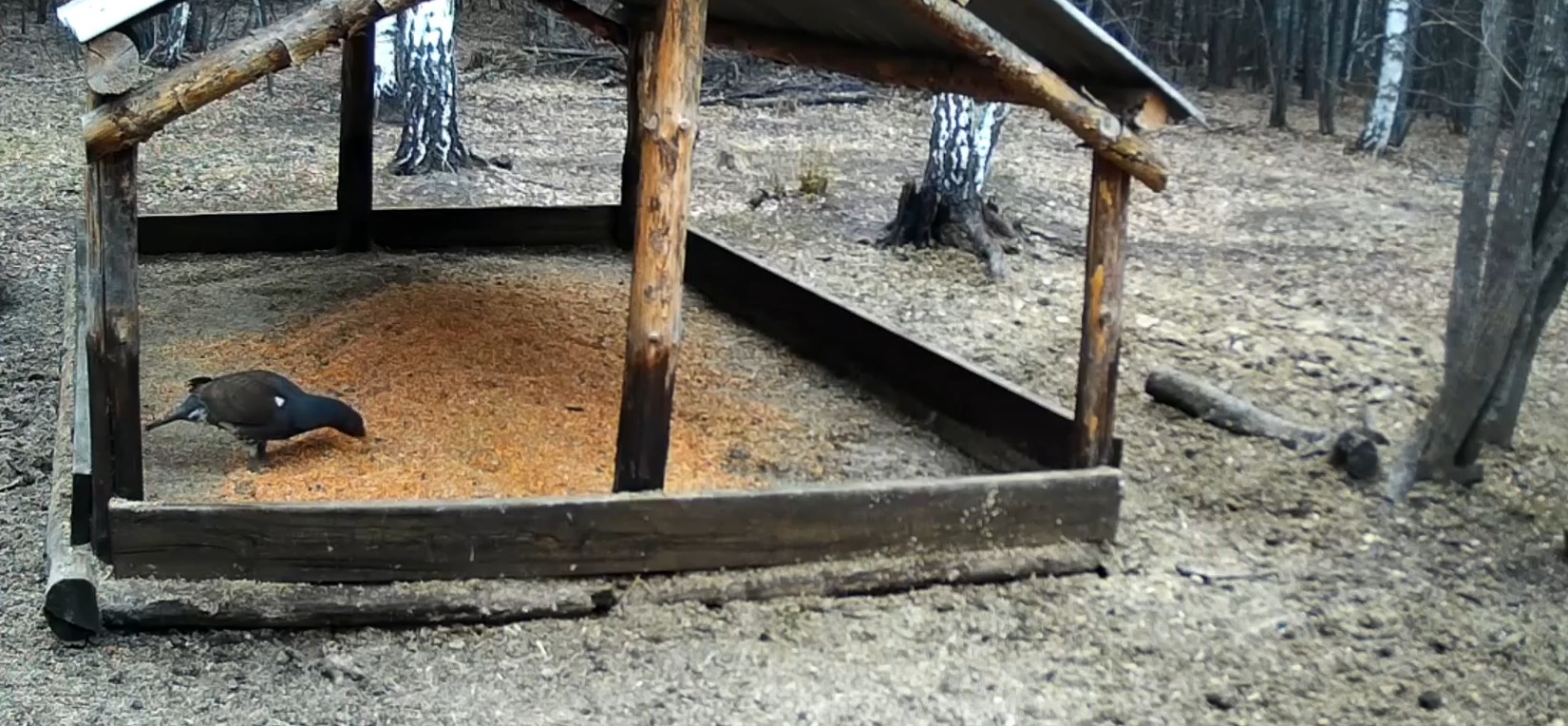 В Кузнецком районе глухарь попал в объектив фотоловушки