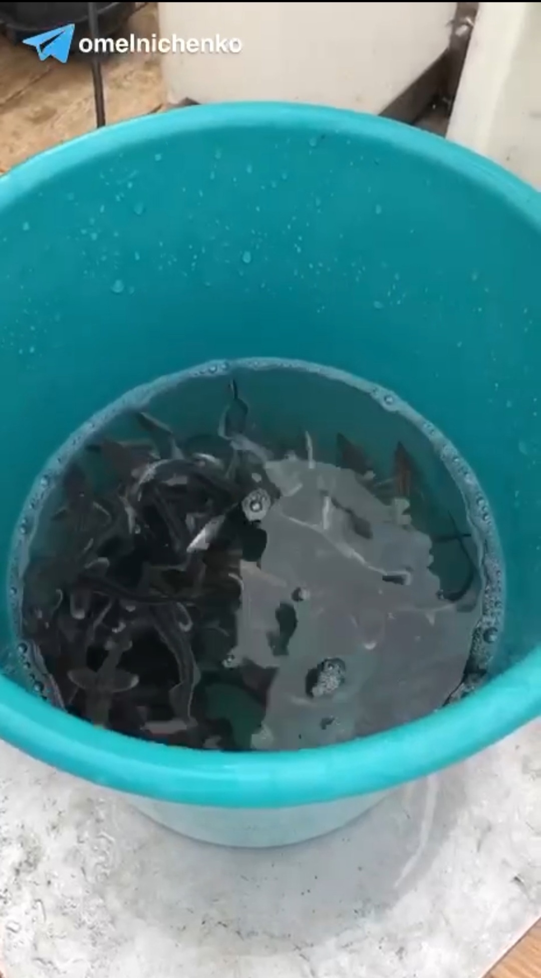 Олег Мельниченко объяснил, зачем выпускают рыбу в Сурское водохранилище