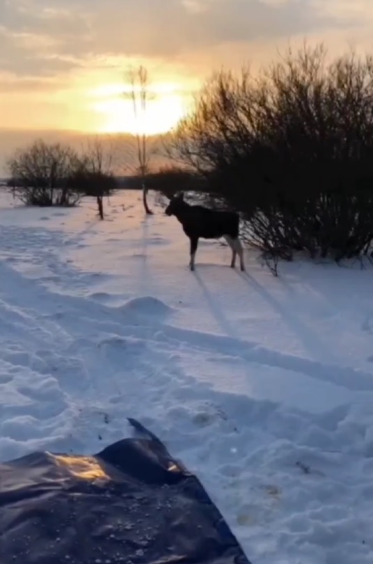 Из Заречного для безопасности вывезли самку лося и ее детенышей