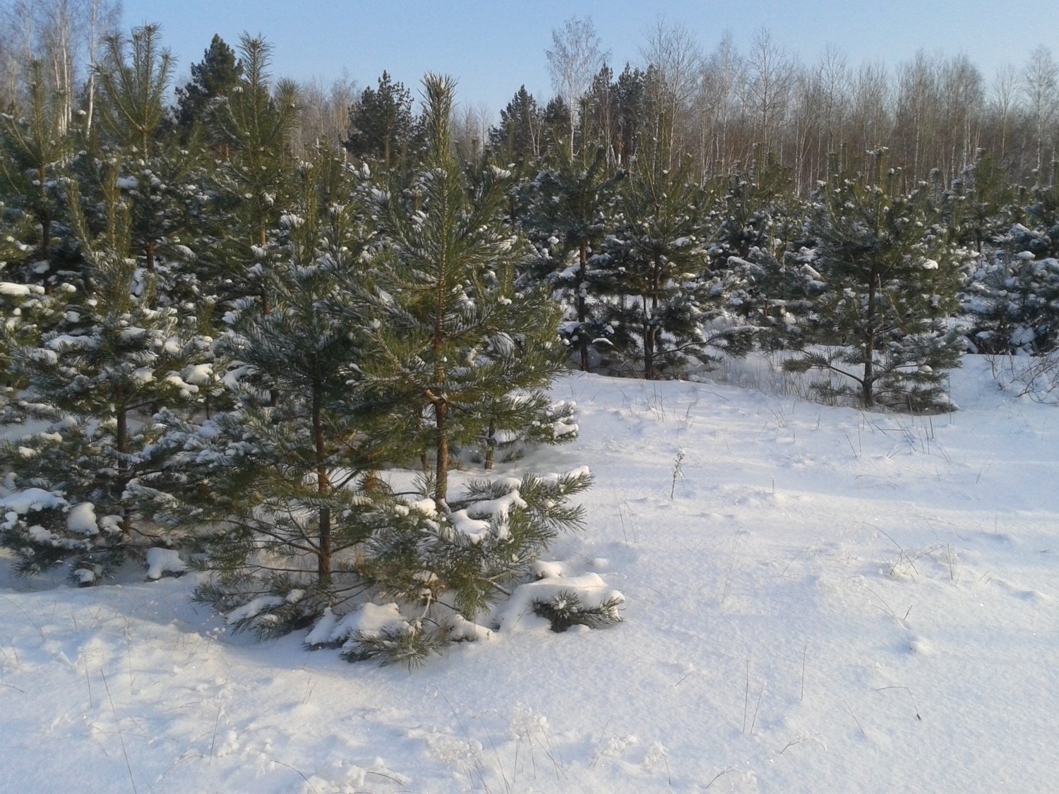 Жителям Пензенской области пригрозили тюрьмой и штрафом за рубку елок