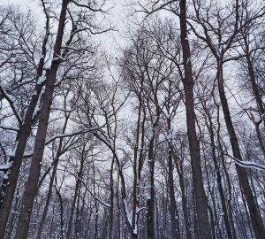 Пензенцам назвали адреса хоккейных коробок и лыжных трасс
