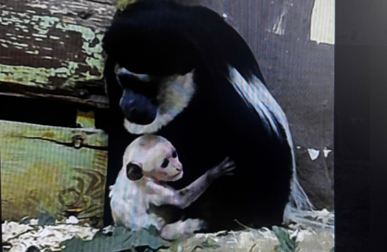 В пензенском зоопарке появился детеныш краснокнижного восточного колобуса