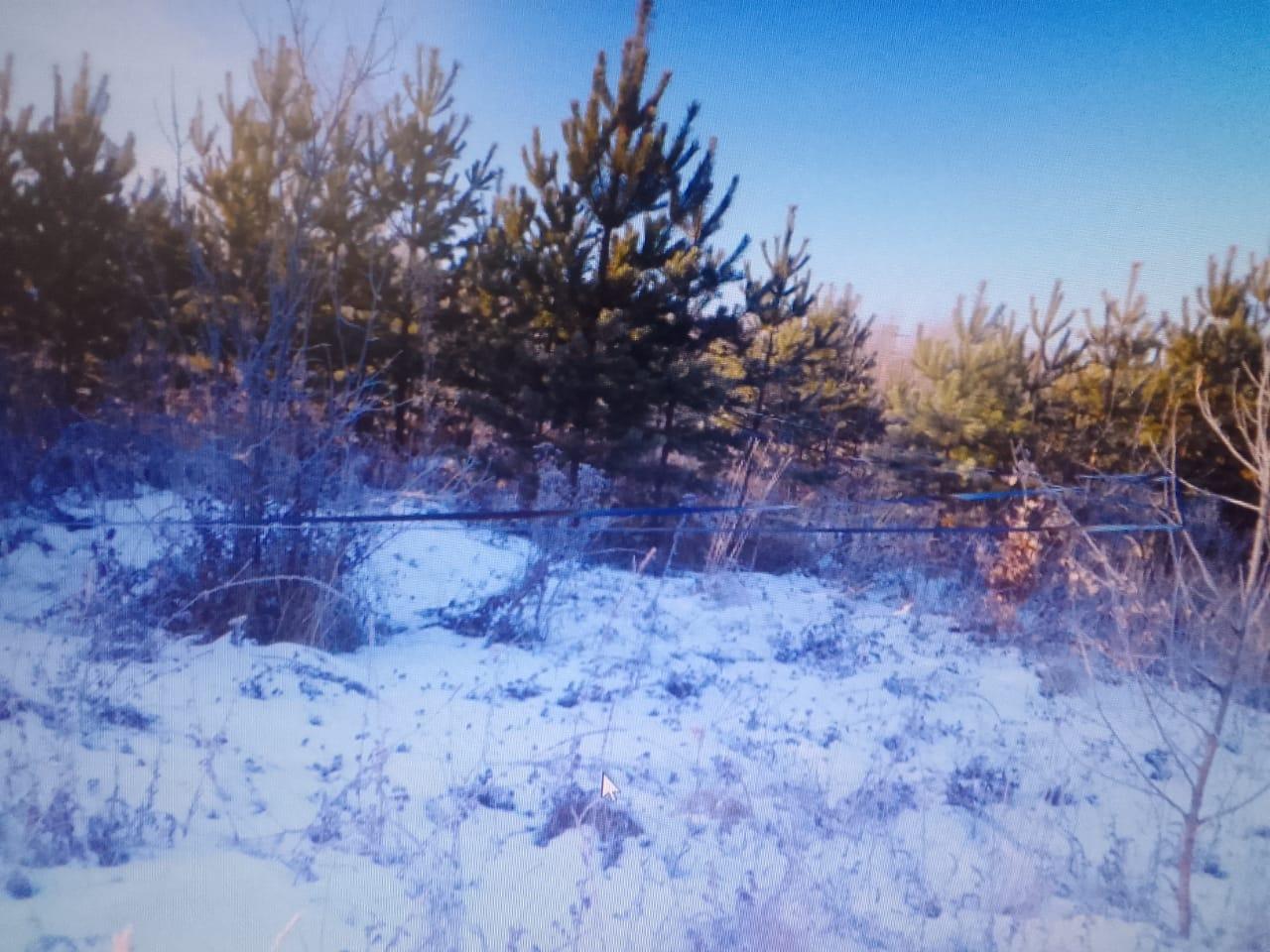 В Пензенской области сосны оберегают при помощи звенящих банок