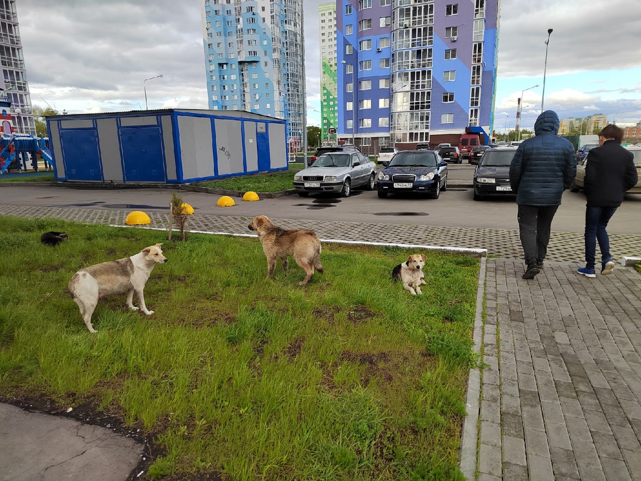 В российском городе овчарка напала на спящего в коляске младенца
