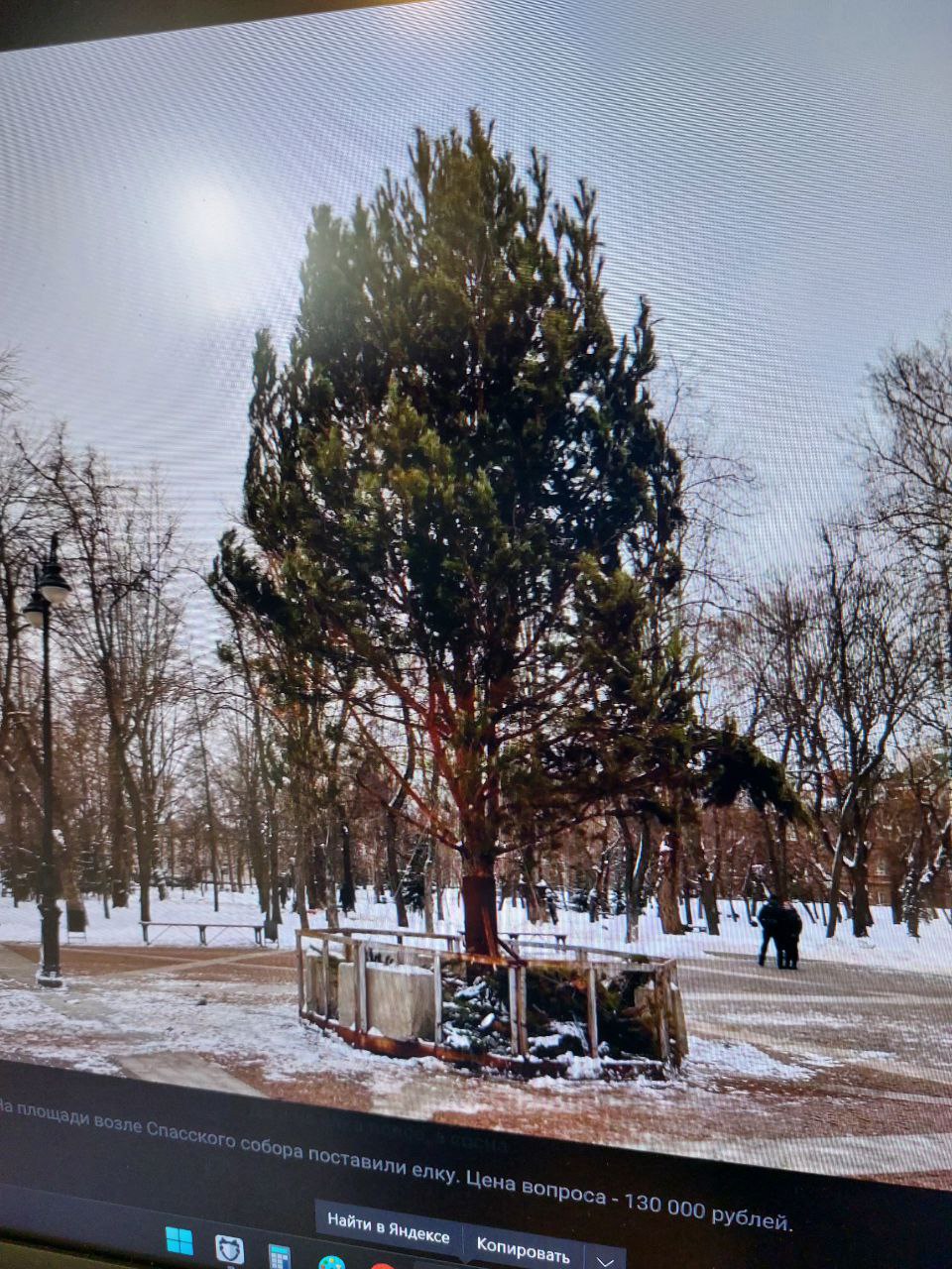 В Пензе на Соборной площади установили облезлую сосну