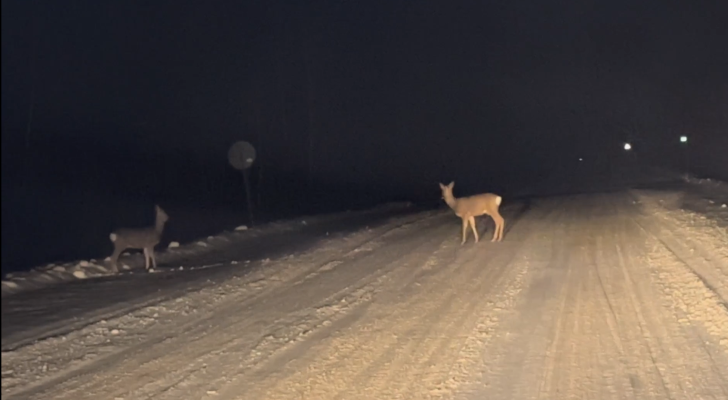 В Пензенской области автомобилисты убили трех косуль