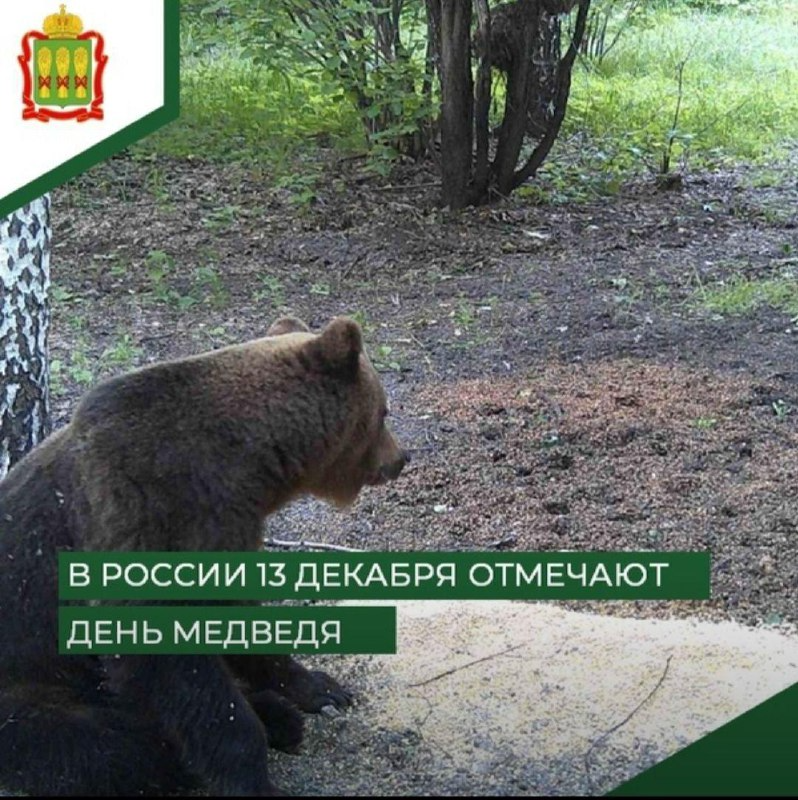 В Пензенской области насчитали 10 бурых медведей
