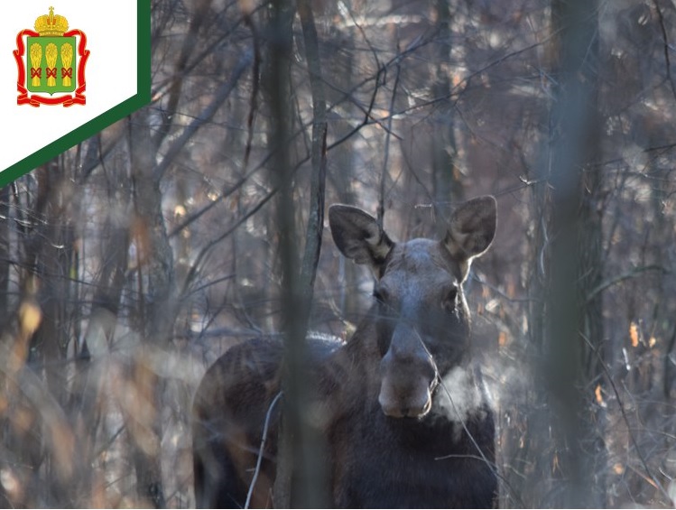 Житель Бессоновского района заплатит огромные деньги за мертвого лося