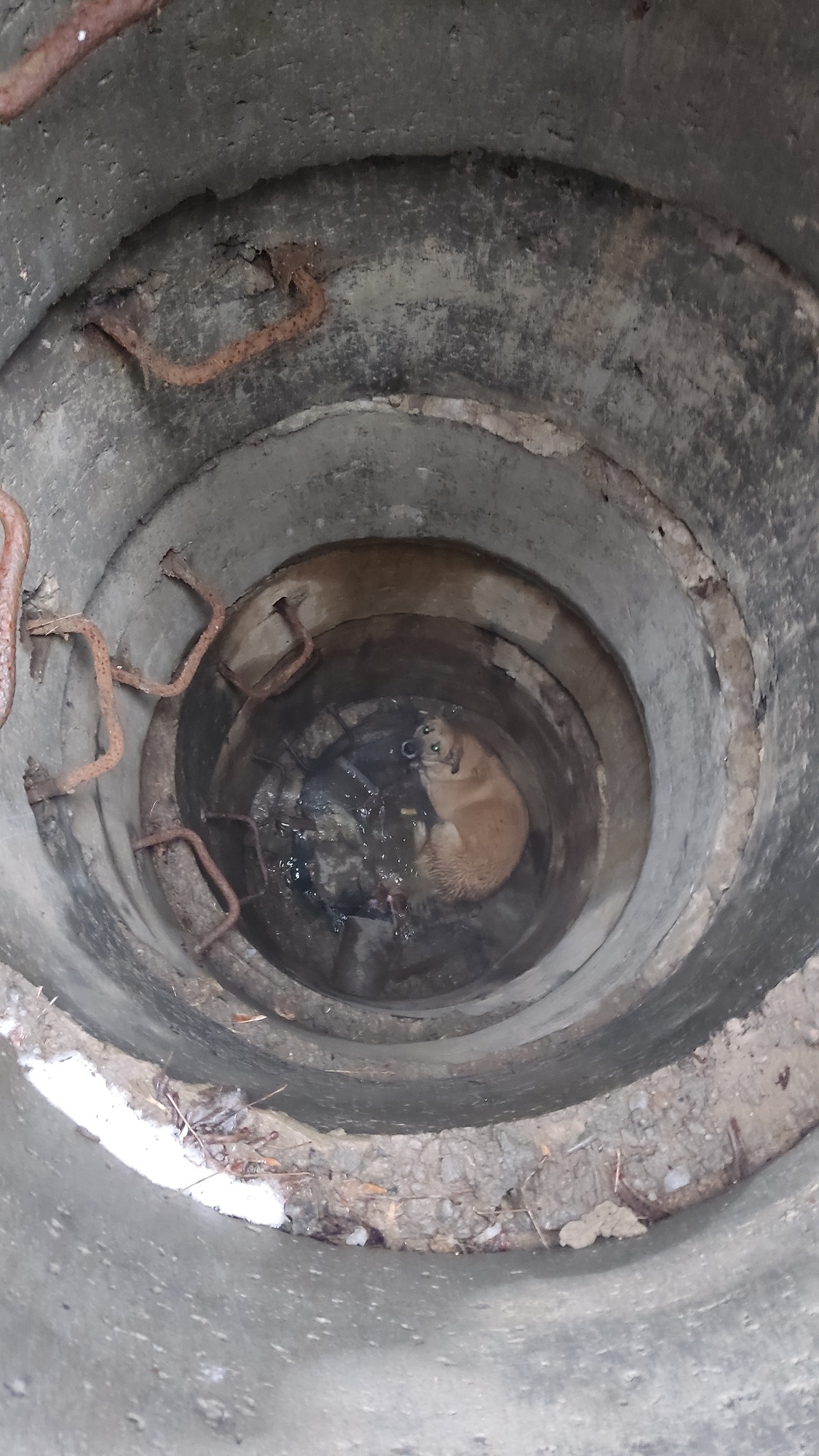 В Пензенской области из глубокого коллектора вызволили собаку