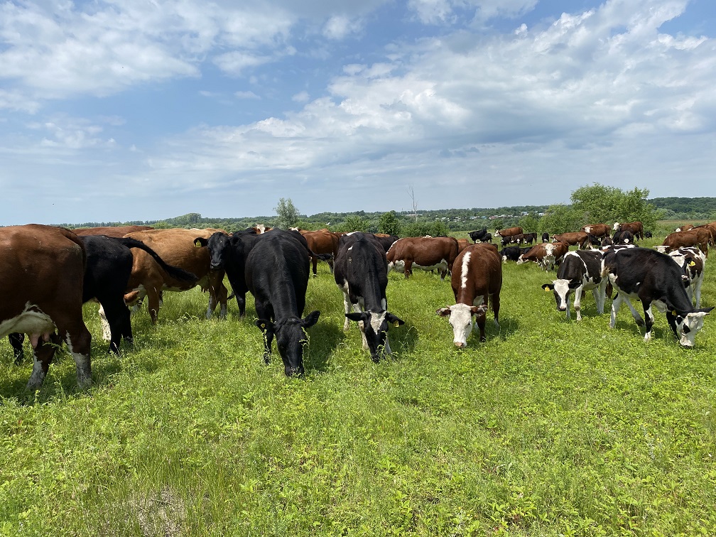 Пензенская область заняла 1 место в ПФО по темпу роста поголовья коров