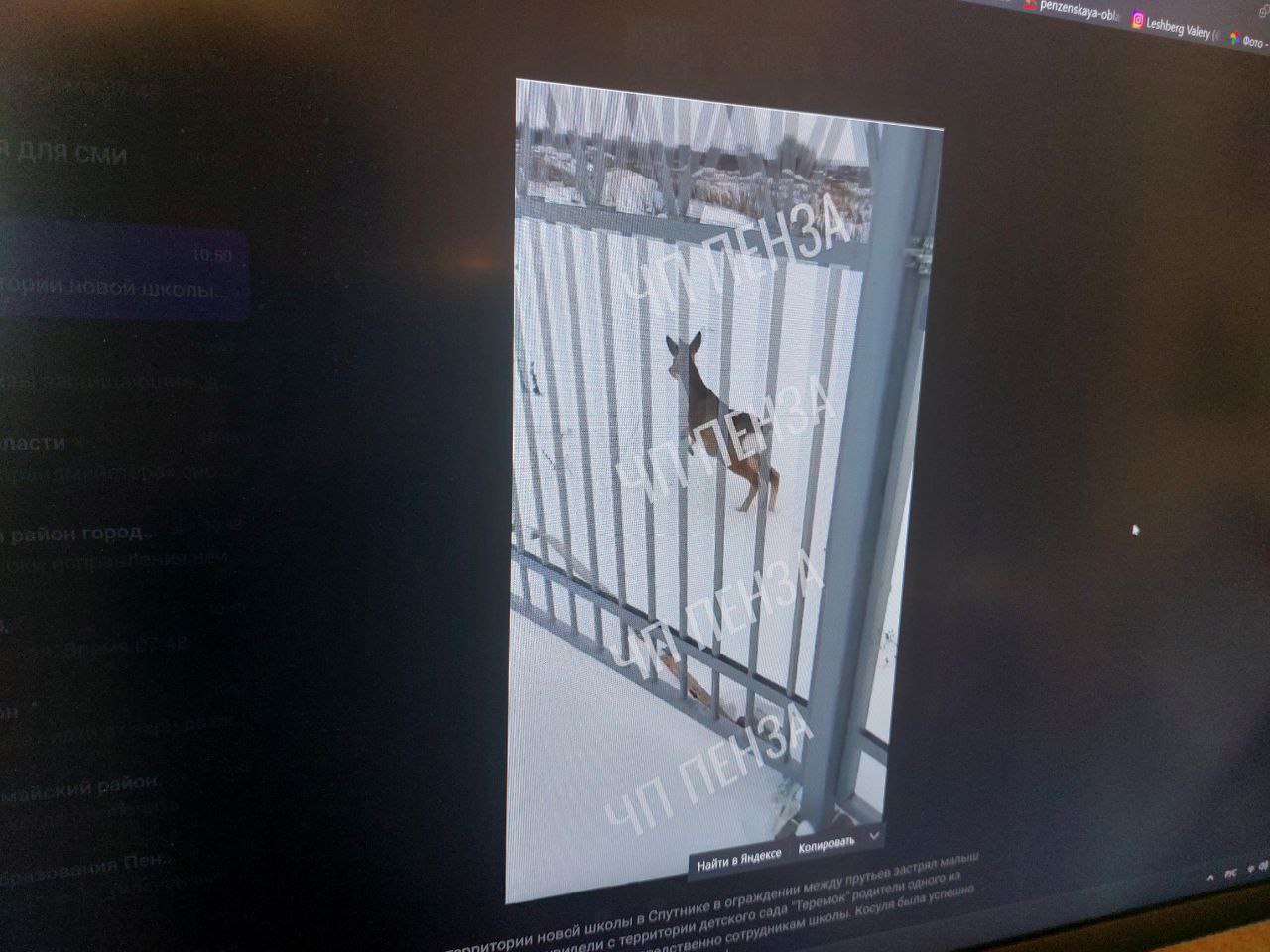 В Засечном косуля застряла в заборе новой школы