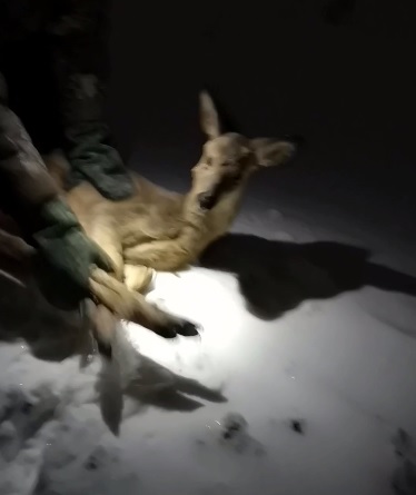 В Пензе спасли косулю, которая забежала в Спутник