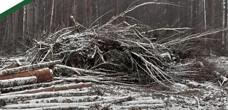 В Городищенском и Белинском районах выявлены нарушения лесного законодательства