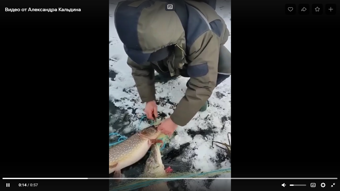 В Пензе рыбаки спасли двух огромных щук