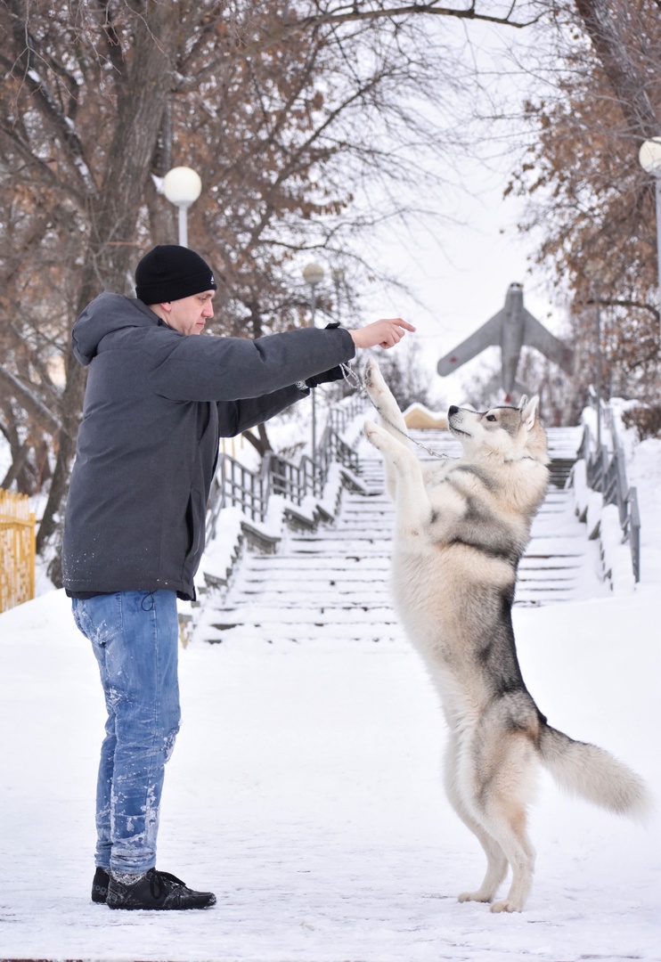 Пензенский хэндлер рассказал, как гулять с собакой в морозы