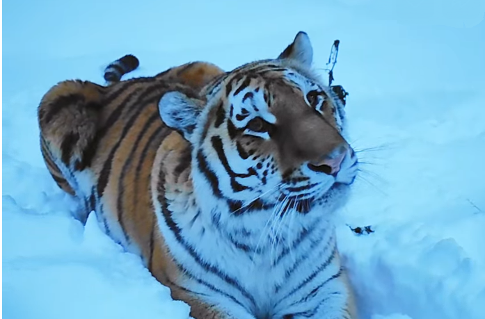 В Пензенском зоопарке рассказали, как будут работать в новогодние праздники