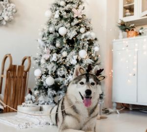 Пензенский хэндлер рассказал, как встречать Новый год в доме с собакой