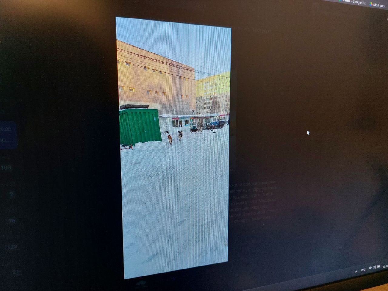 В Пензе стая из 12 собак напугала мать с ребенком