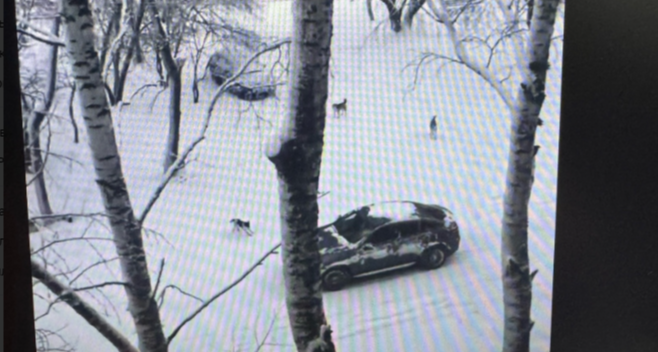 Сердобчан терроризирует стая разъяренных собак