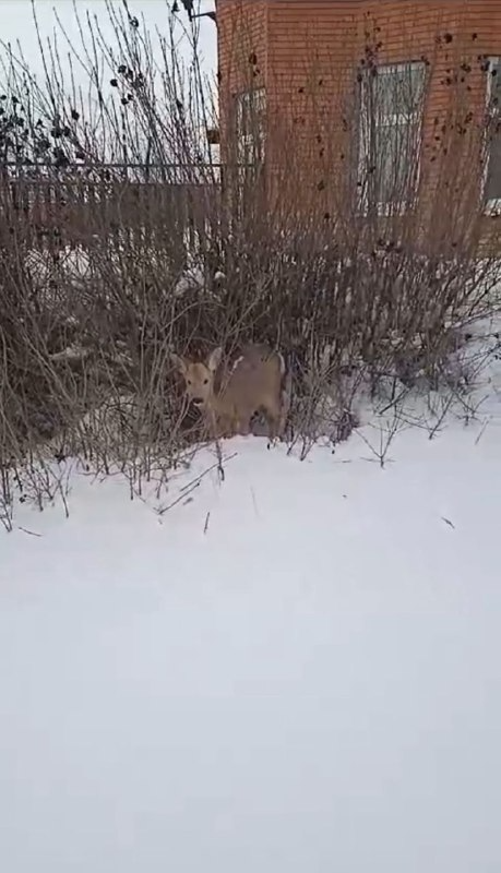 В Пензе раненая косуля забрела на улицу 40 лет Октября